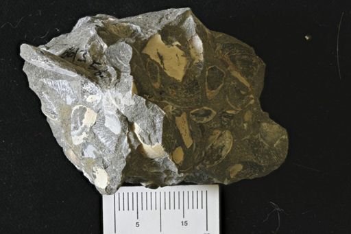 undet. Bivalvia