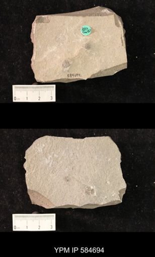 Diplocraterion sp.