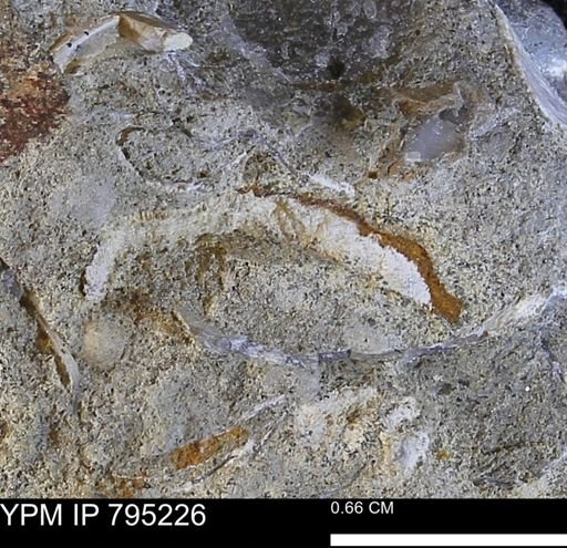 undet. Bivalvia
