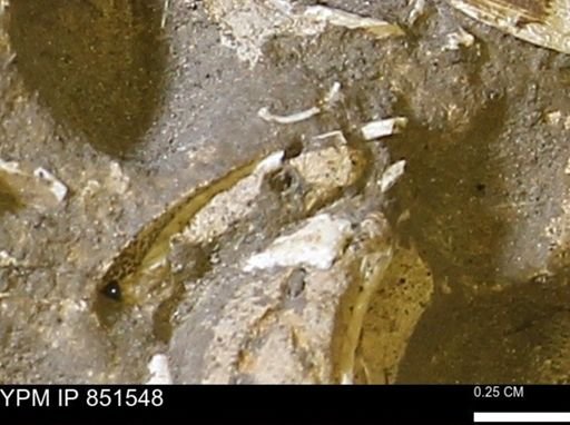 Limopsis striatopunctatus