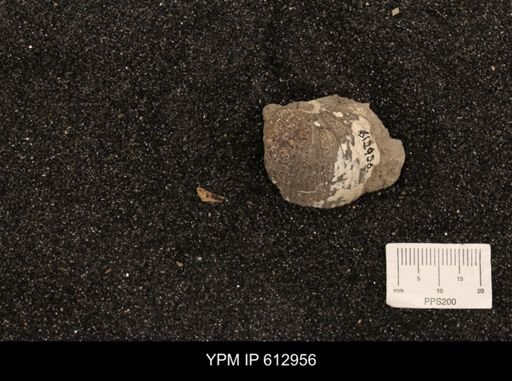 Clioscaphites vermiformis