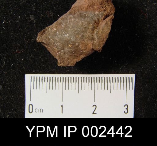 Productella spinulicosta