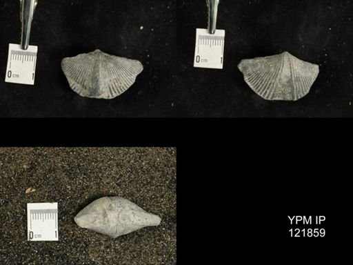 Mediospirifer medialis