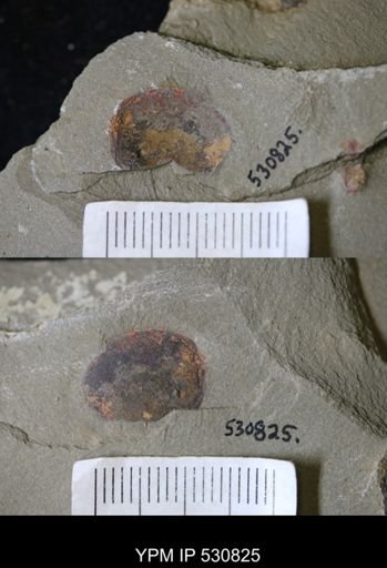 Xiphosurida?