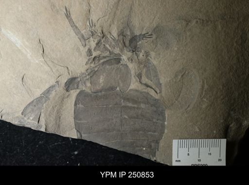 undet. Eurypterida