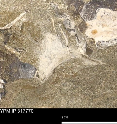 undet. Mollusca