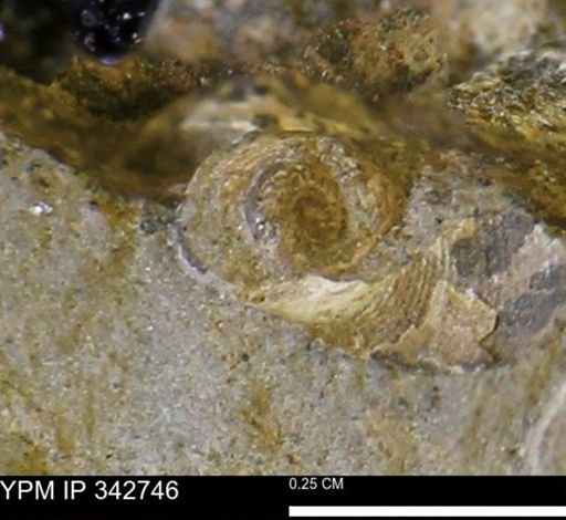 undet. Gastropoda