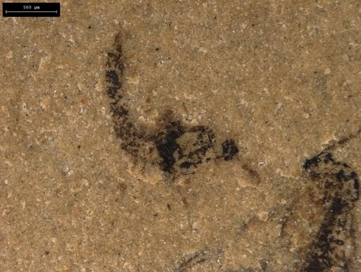 taxon undetermined