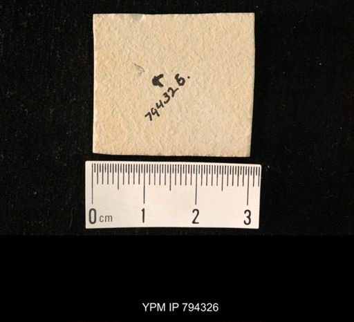 undet. Hemiptera
