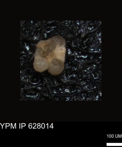 undet. Foraminiferida