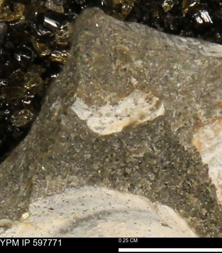 Limopsis striatopunctatus