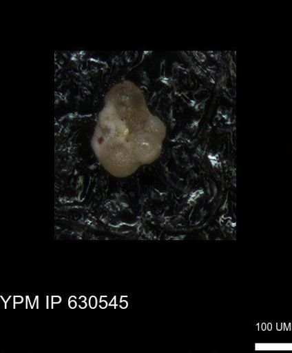 undet. Rugoglobigerinidae