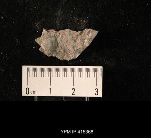 Ambocoelia planoconvexa
