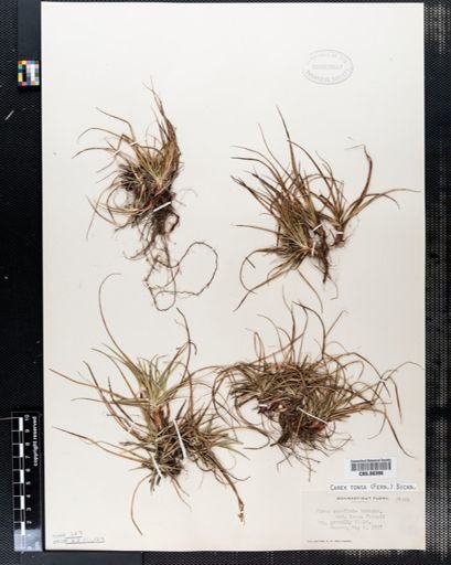 Carex tonsa