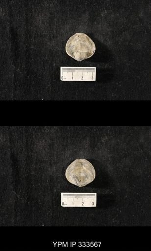 Athyris spiriferoides?