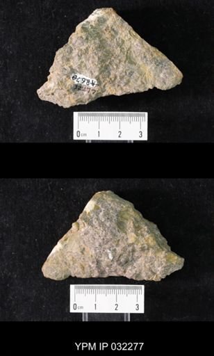 Crepicephalus (Loganellus) montanensis