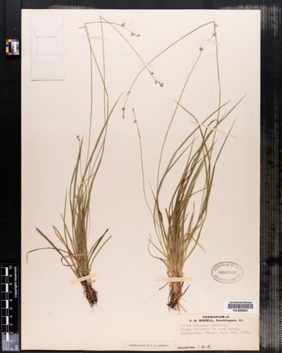 Carex deweyana