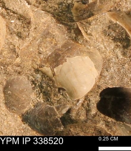 Protocardia subquadrata