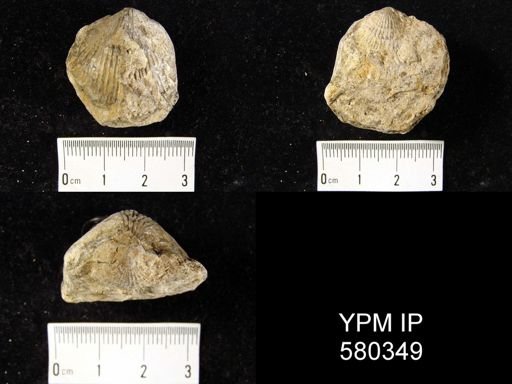 Desquamatia sp.