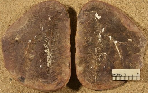 Pecopteris