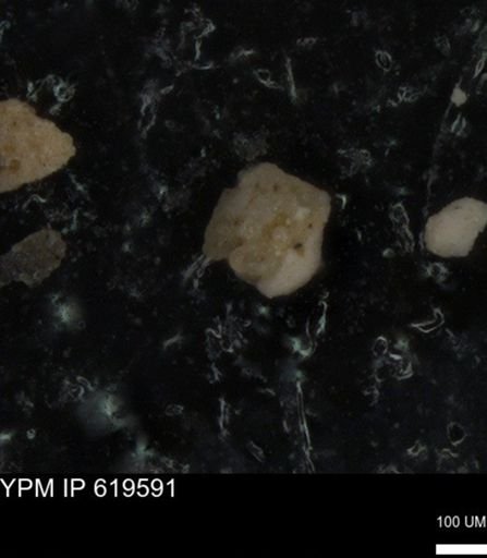 undet. Foraminiferida