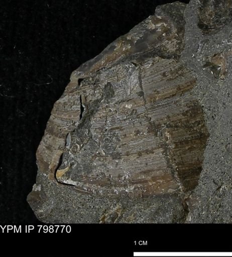 Dosiniopsis deweyi