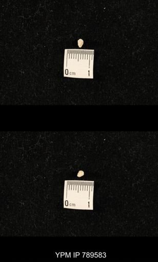 undet. Bryozoa