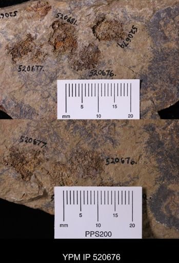 undet. Asterozoa