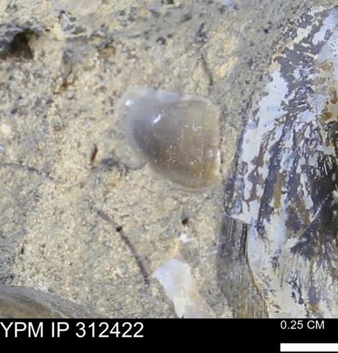 undet. Gastropoda