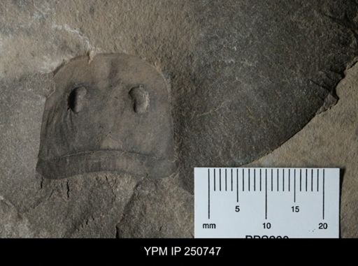 Eurypterida