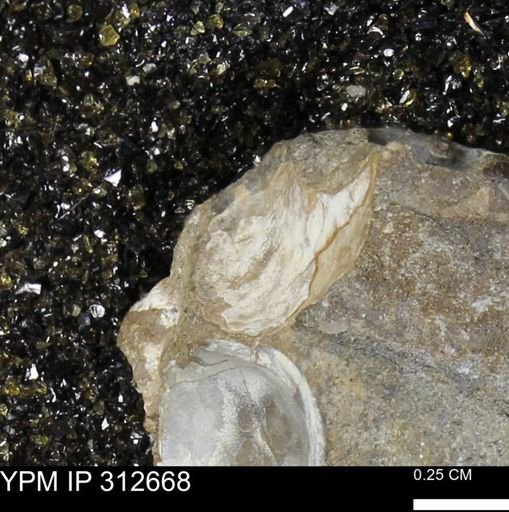 Phelopteria linguaeformis