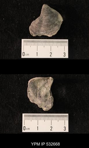 Athyris spiriferoides