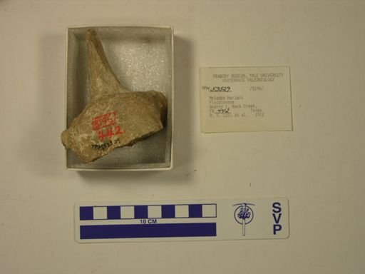 Mylodon harlani