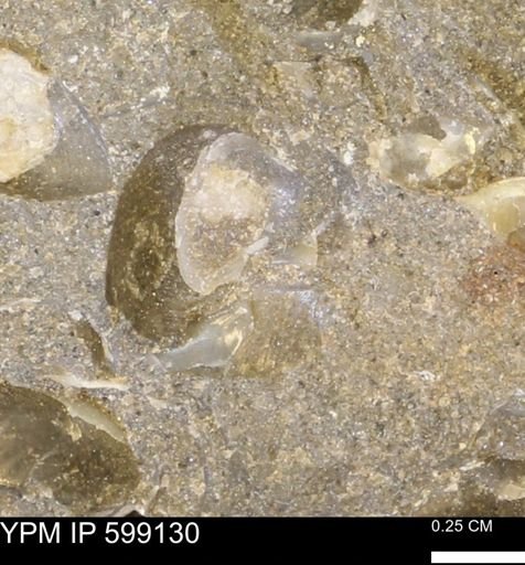 undet. Bryozoa