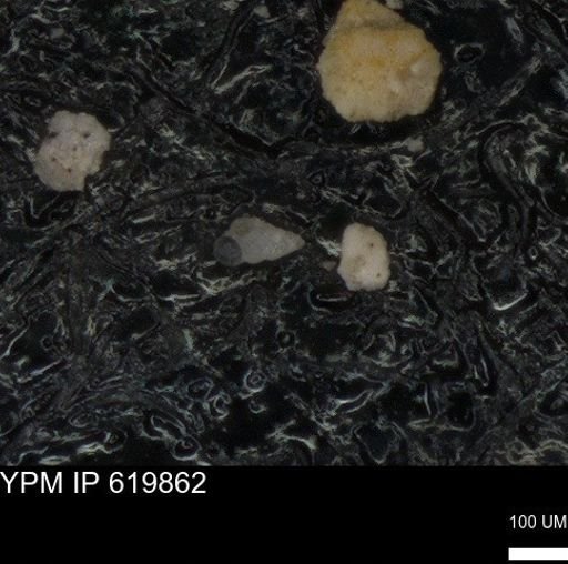 undet. Heterohelicidae