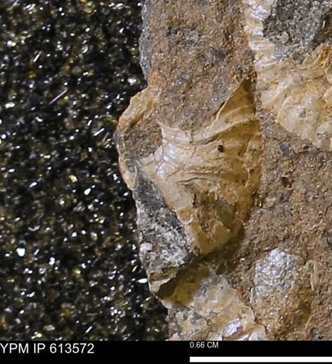 Scaphites sp.