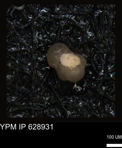 undet. Foraminiferida