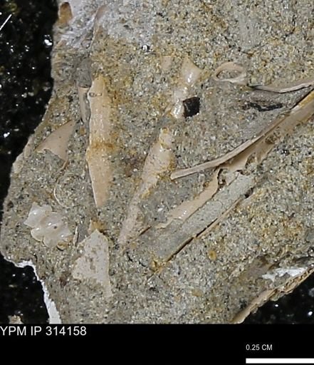 undet. Scaphopoda