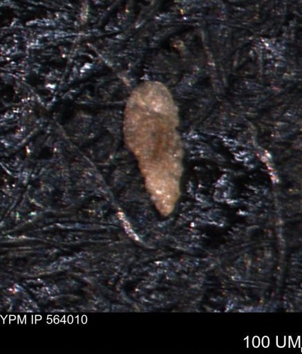 Verneuilina canadensis