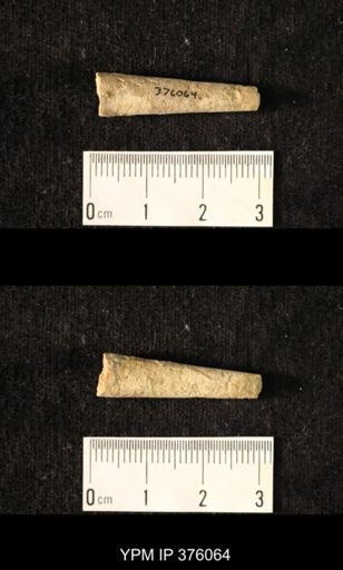 Pseudorthoceras knoxense