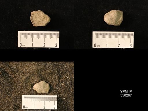 Marginifera wabashensis