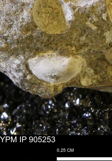 undet. Bivalvia