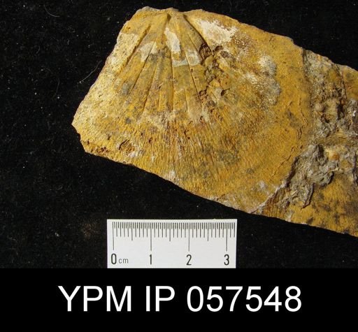 Stropheodonta magnifica