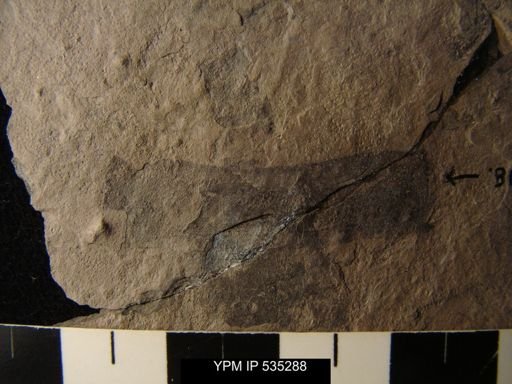 undet. Eurypterida