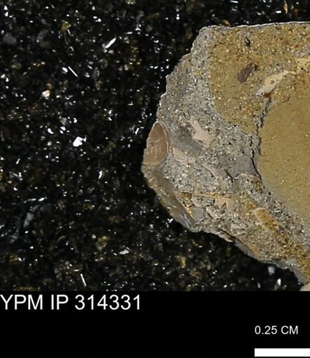 undet. Mollusca
