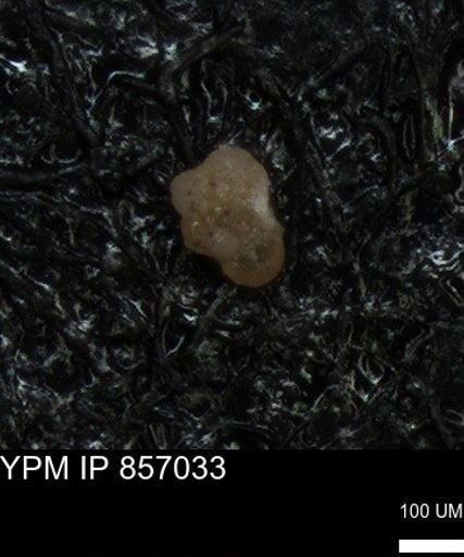 undet. Foraminiferida