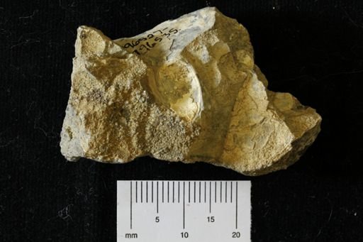 Mollusca