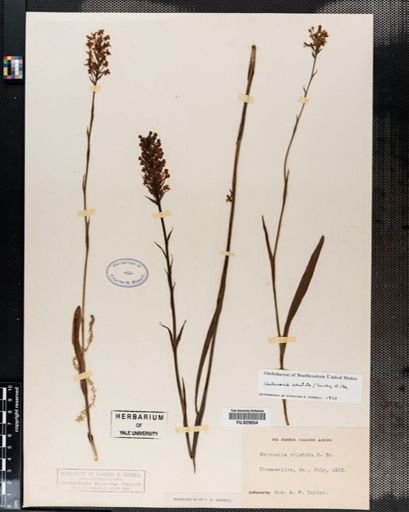 Habenaria