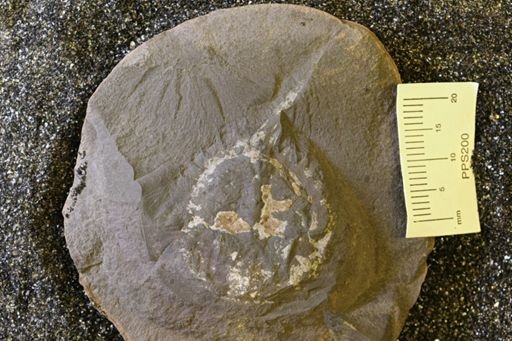 Euproops danae