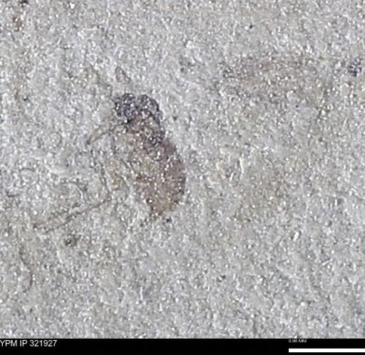 undet. Insecta